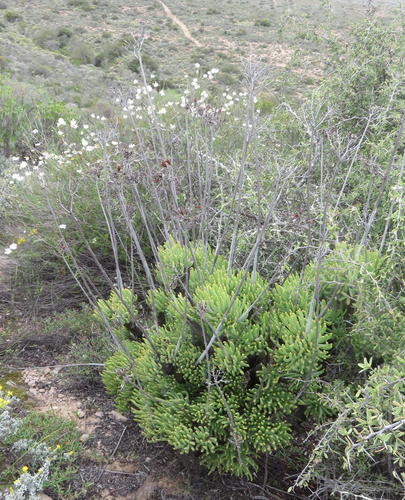 Tylecodon cacaliodes