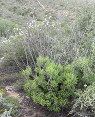 Tylecodon cacalioides