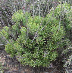 Tylecodon cacalioides