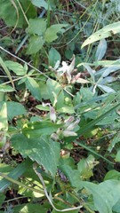 Saponaria officinalis