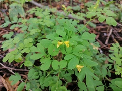 Corydalis ochotensis