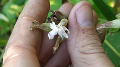 Saponaria officinalis