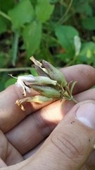 Saponaria officinalis