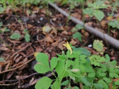 Corydalis ochotensis