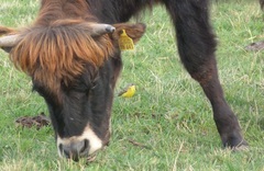 Motacilla flava flava