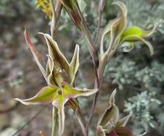 Gladiolus permeabilis permeabilis