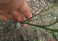 Gladiolus permeabilis permeabilis