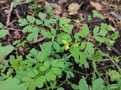 Corydalis ochotensis