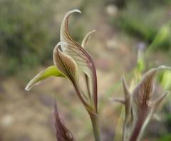 Gladiolus permeabilis permeabilis