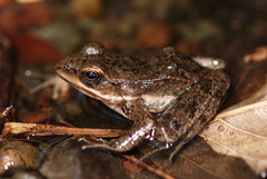 Lithobates pustulosus