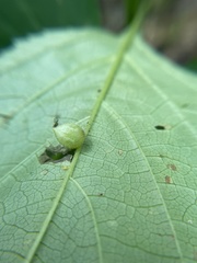 Dasineura collinsoniae