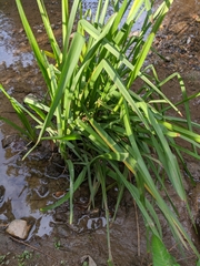 Sparganium erectum