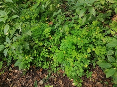 Corydalis ochotensis