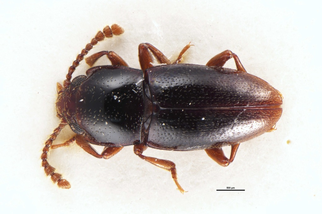 Cryptodacne rangiauria