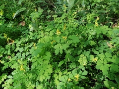 Corydalis ochotensis