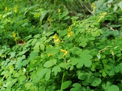 Corydalis ochotensis