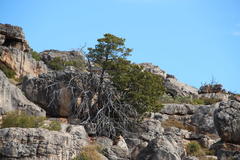 Widdringtonia wallichii