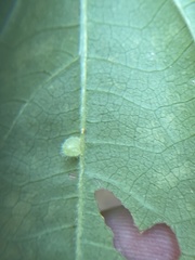 Dasineura collinsoniae