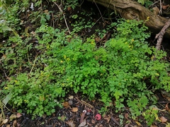 Corydalis ochotensis