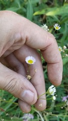 Erigeron