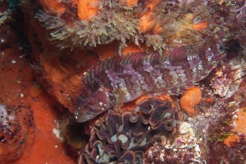 Clinus berrisfordi