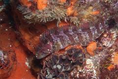 Clinus berrisfordi