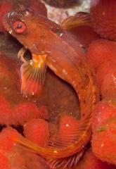 Parablennius cornutus