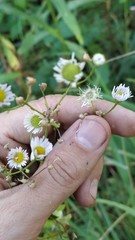 Erigeron