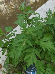 Artemisia vulgaris