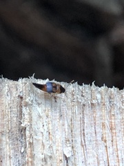 Sepedophilus littoreus