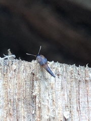 Sepedophilus littoreus