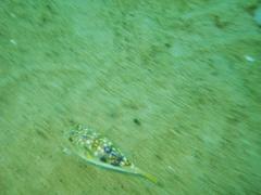 Amblyrhynchote honckenii