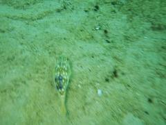 Amblyrhynchote honckenii