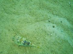 Amblyrhynchote honckenii