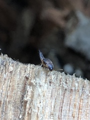 Sepedophilus littoreus