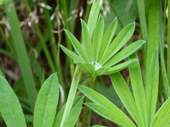 Lupinus