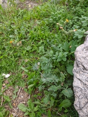 Sonchus oleraceus