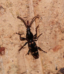 Orfilaia vulsellata