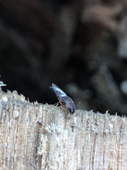 Sepedophilus littoreus