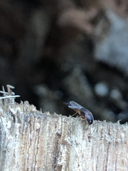 Sepedophilus littoreus