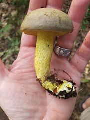 Retiboletus ornatipes