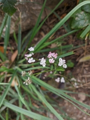 Sium latifolium