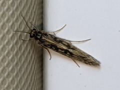 Agraylea