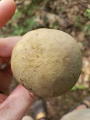 Retiboletus ornatipes