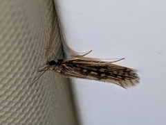 Agraylea