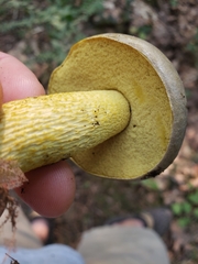 Retiboletus ornatipes