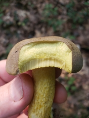 Retiboletus ornatipes