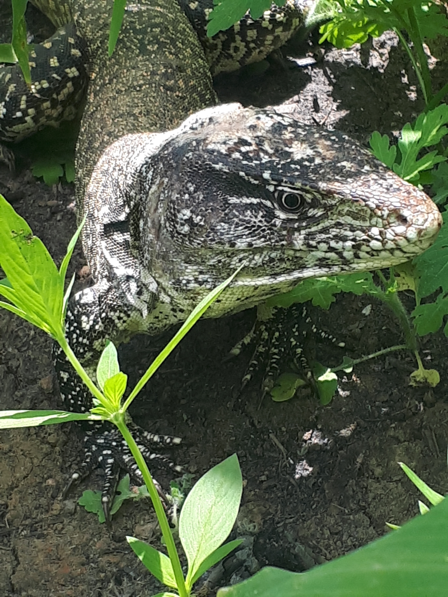 Callopistes flavipunctatus image