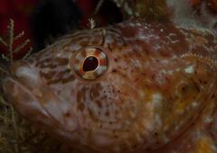 Clinus superciliosus