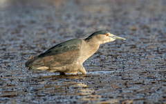 Nycticorax nycticorax obscurus